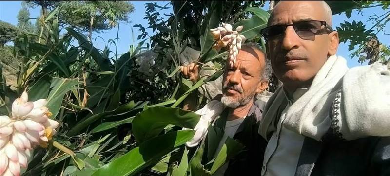 "نجاح زراعة الهيل في ذمار.. إنجاز زراعي يفتح آفاق الاكتفاء المحلي في اليمن"