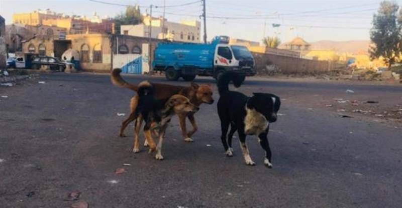 ذمار: وفاة 3 أطفال بداء الكلب وتسجيل أكثر من 400 حالة عض شهرياً