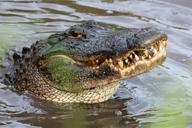 بن غفير يقترح بناء سجن أمني محاط بالتماسيح في الجولان المحتل وسط انتقادات وسخرية داخل إسرائيل