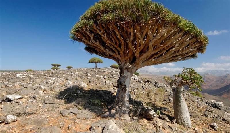 اليونسكو تترقب تقريراً حاسماً عن انتهاكات سقطرى.. بعثة دولية رصدت المخالفات وتحذيرات من إدراجها على قائمة الخطر