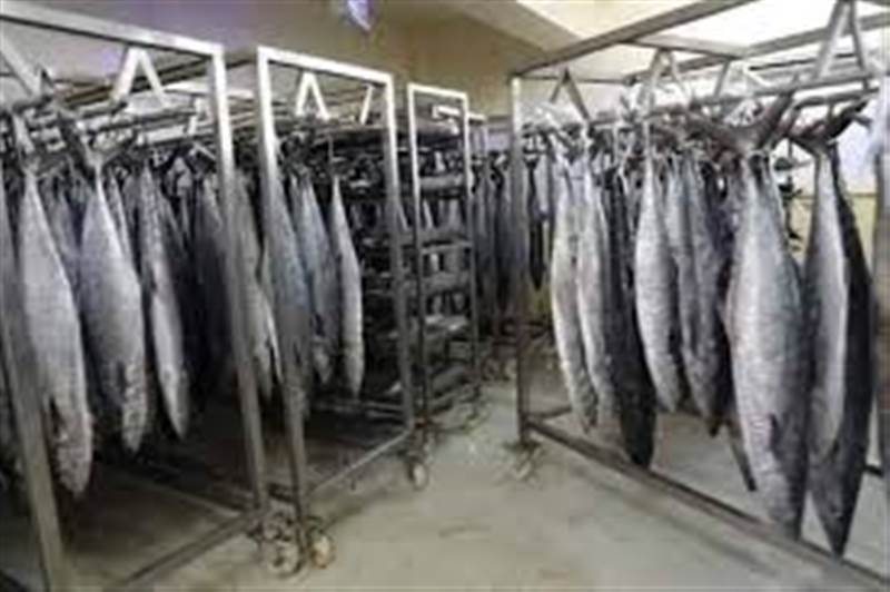 تحقيق صحفي : الإمارات تنهب الثروة السمكية في اليمن.. تحقيق يكشف كيف تحوّل السردين من غذاء اليمنيين إلى تجارة عابرة للحدود