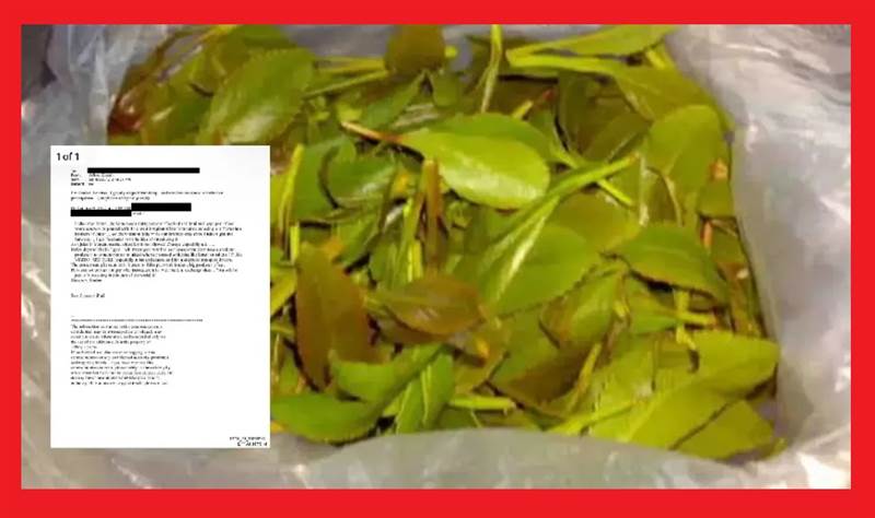 وثائق أمريكية تكشف مقترحًا صادمًا من رجل أعمال يمني لتسويق القات عالميًا عبر مراسلات سرية مع الملياردير جيفري إبستين