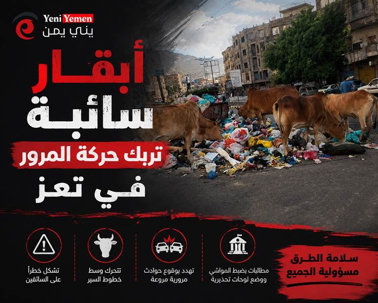 أبقار سائبة تربك حركة المرور في تعز.. ومخاوف من حوادث مميتة تعيد مأساة طريق العبر