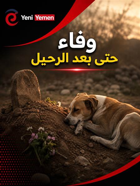 وفاء حتى بعد الرحيل.. كلب يلازم قبر صاحبه في تعز ( صورة )